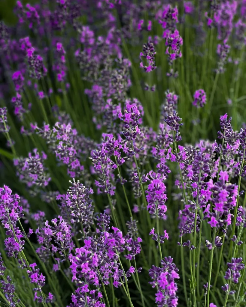Lavanda (Lavandula) - mirisna biljka