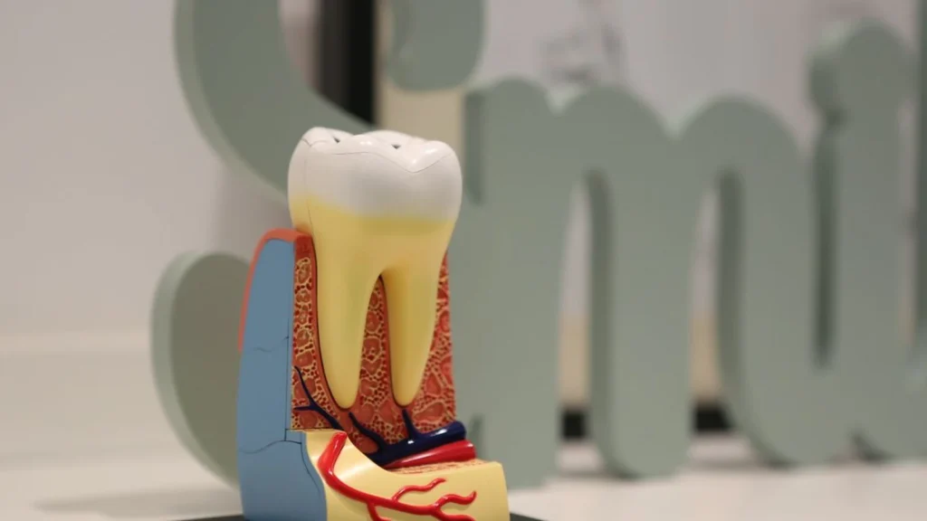 Anatomski model zuba sa prikazom korena